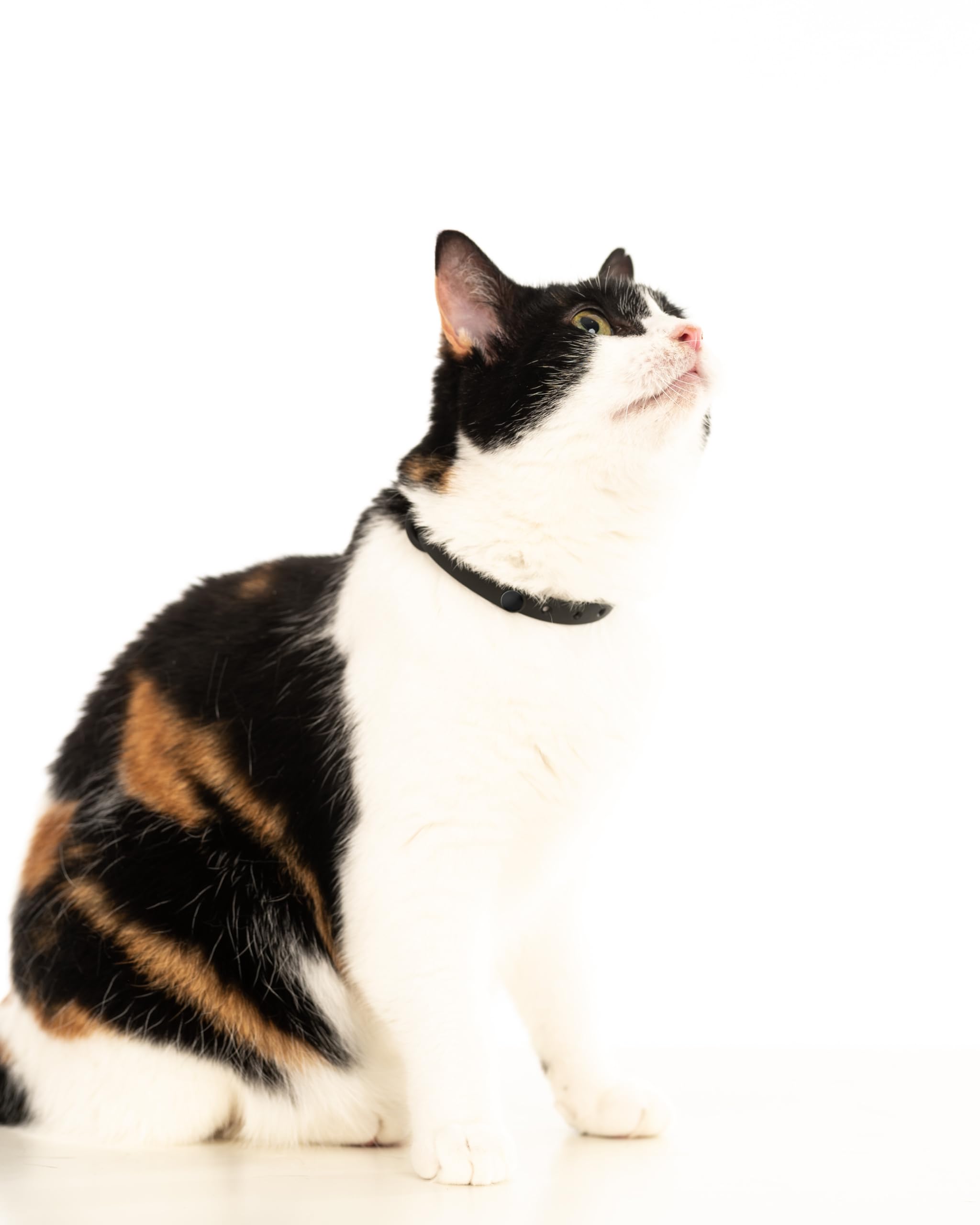 Aro para etiqueta y campana en el collar Nuvuq