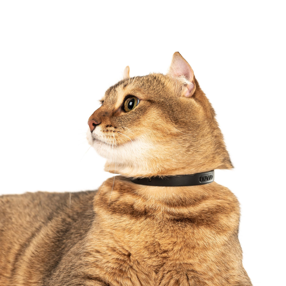 Collar de gato Nuvuq con ajuste de talla 6-7-8-10 pulgadas