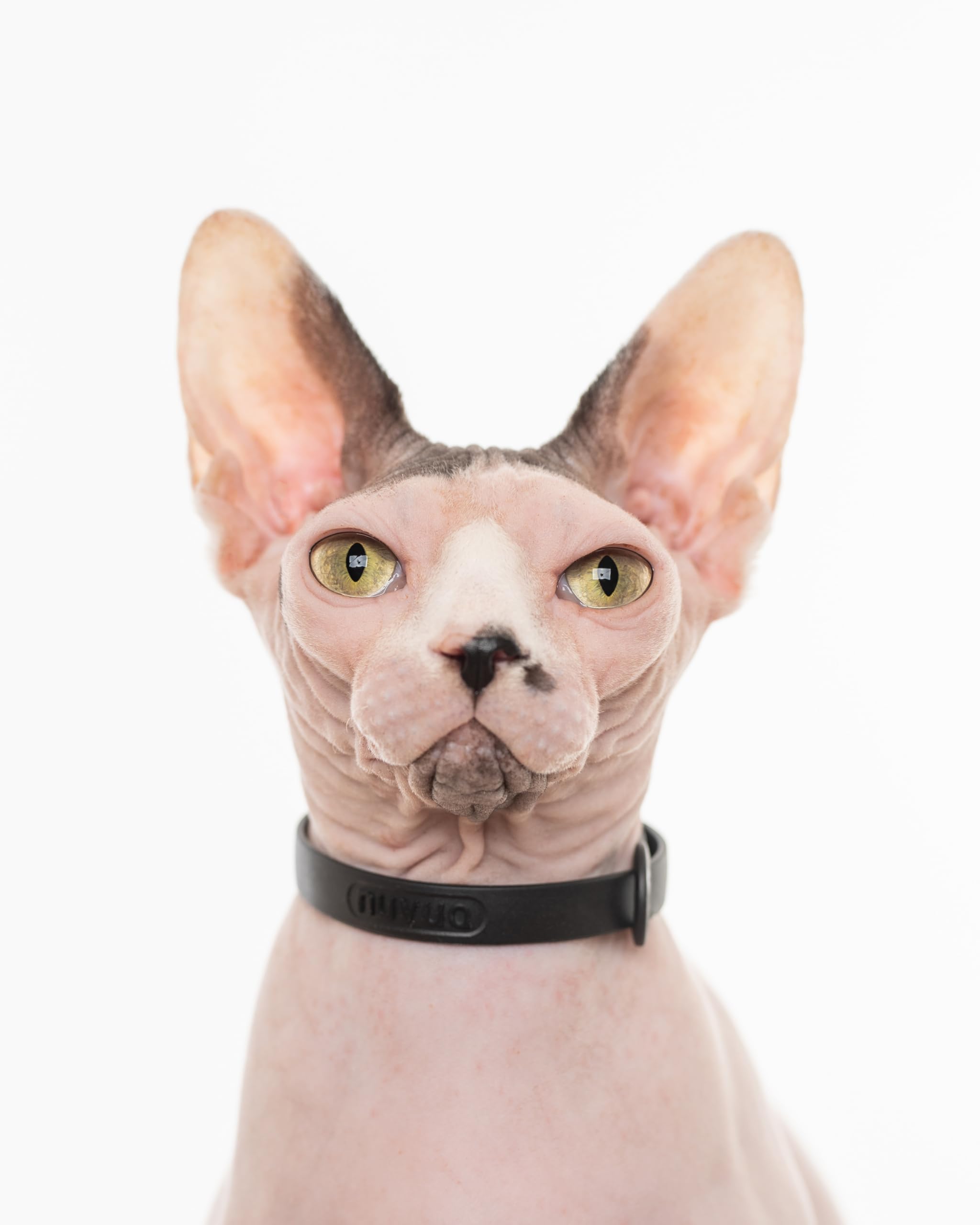 Collar resistente a arañazos, ideal para gatos activos