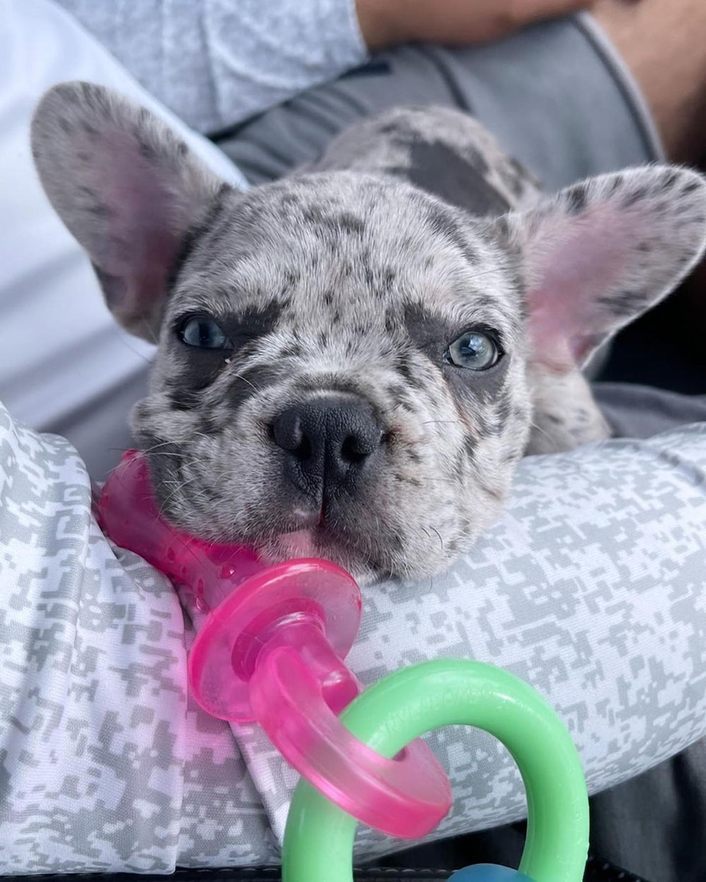 Nylabone Puppy Pacifier Chew Toy, anillo texturizado para masajear encías durante la dentición.