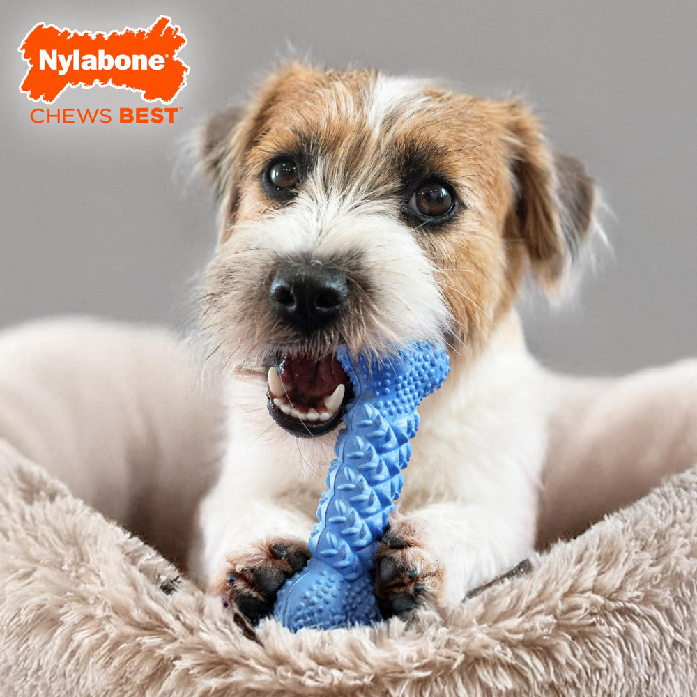 Nylabone Braid Bone textura dental para limpieza de dientes