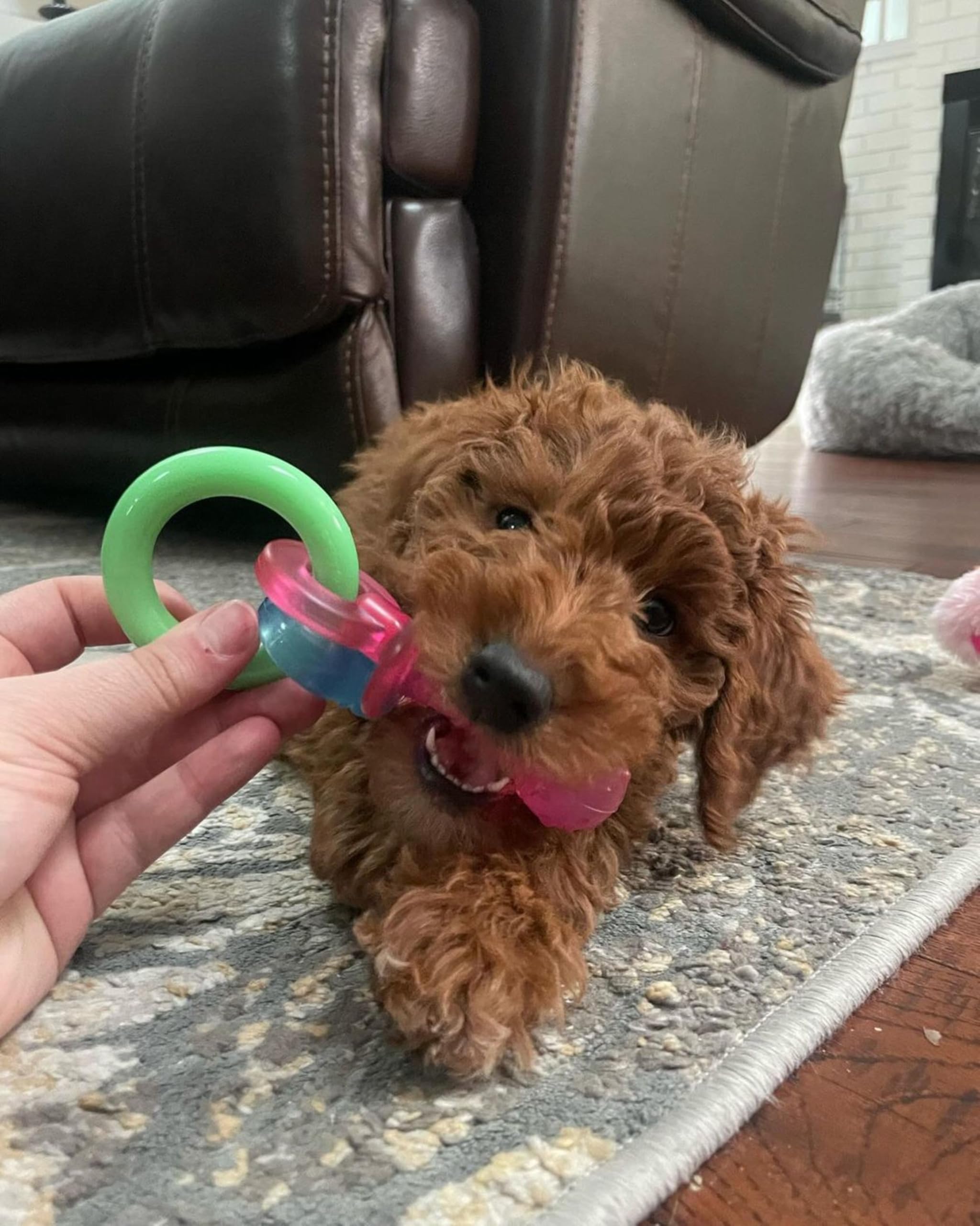 Nylabone Puppy Pacifier Chew Toy, chupete con sabor bacon para fomentar juego seguro.