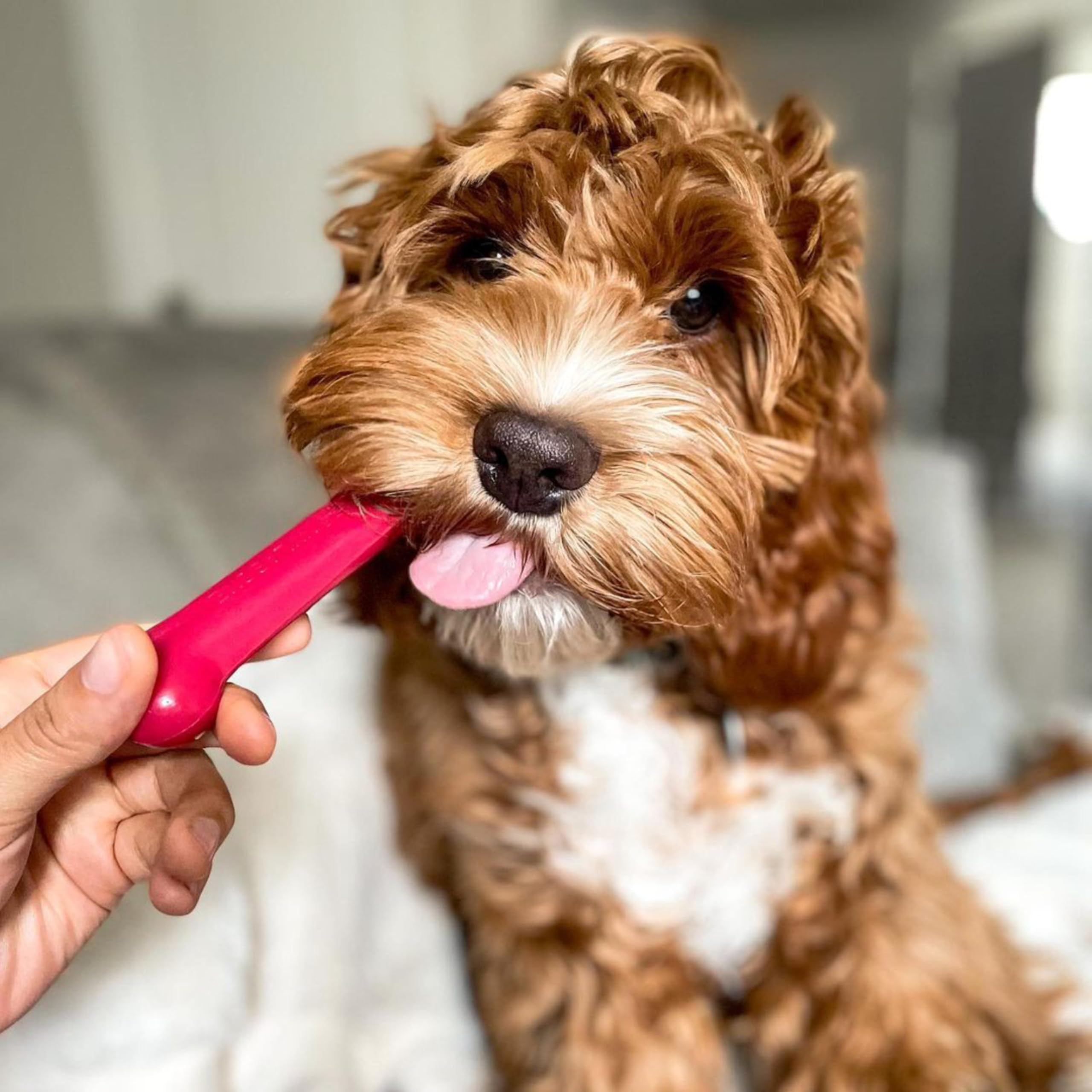 nylabone diseño unico textura mordida, formas y texturas que estimulan la curiosidad.