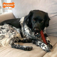 Nylabone doble sabor tocino y filete, experiencia de sabor en una pieza.