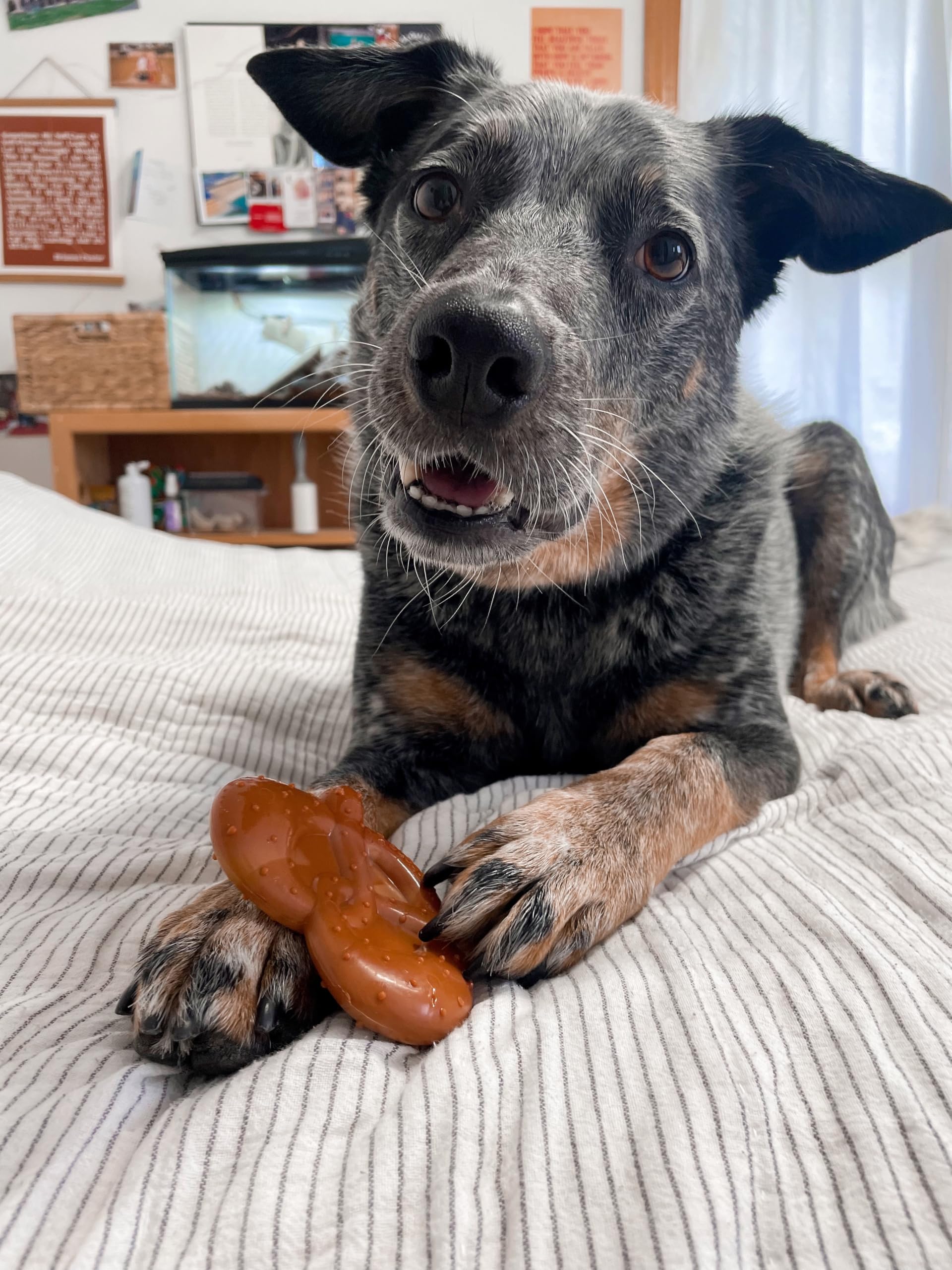 Nylabone Pretzel Power Chew, fomenta masticación saludable y no destructiva.