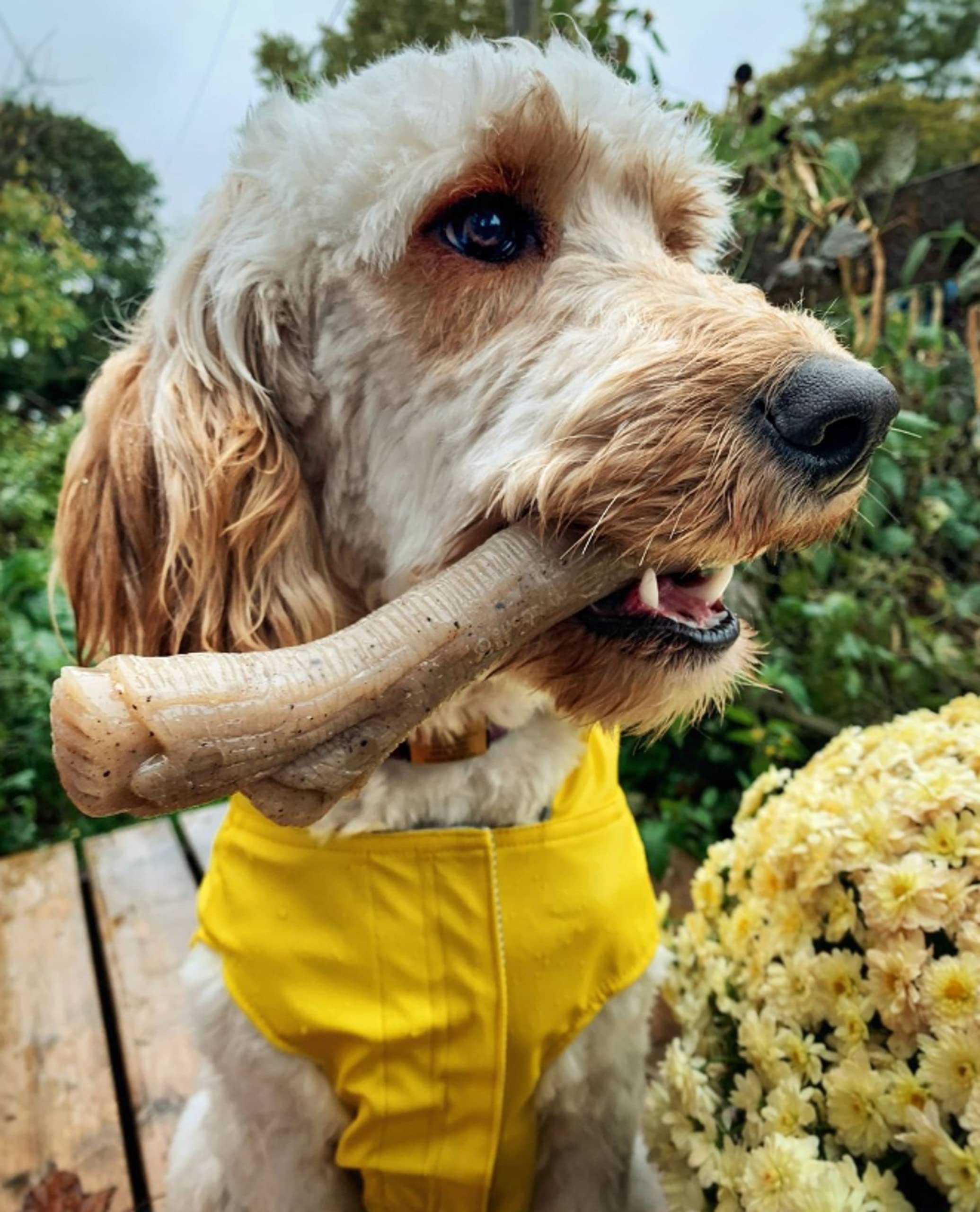 Uso diario del mordedor Nylabone Gourmet Style