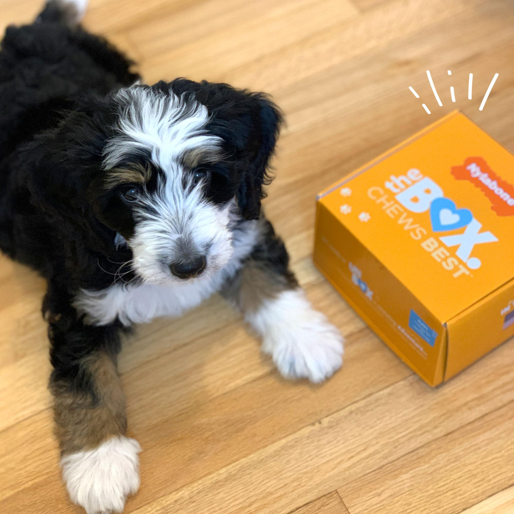 nylabone producido en EE. UU. juguetes confiables para cachorros.