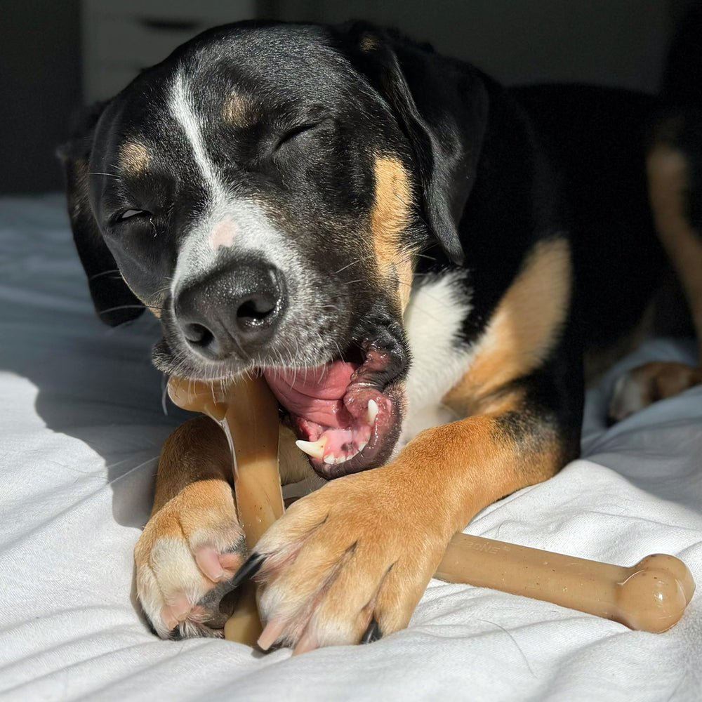 Nylabone Hecho en USA: confianza y calidad con fabricación estadounidense.