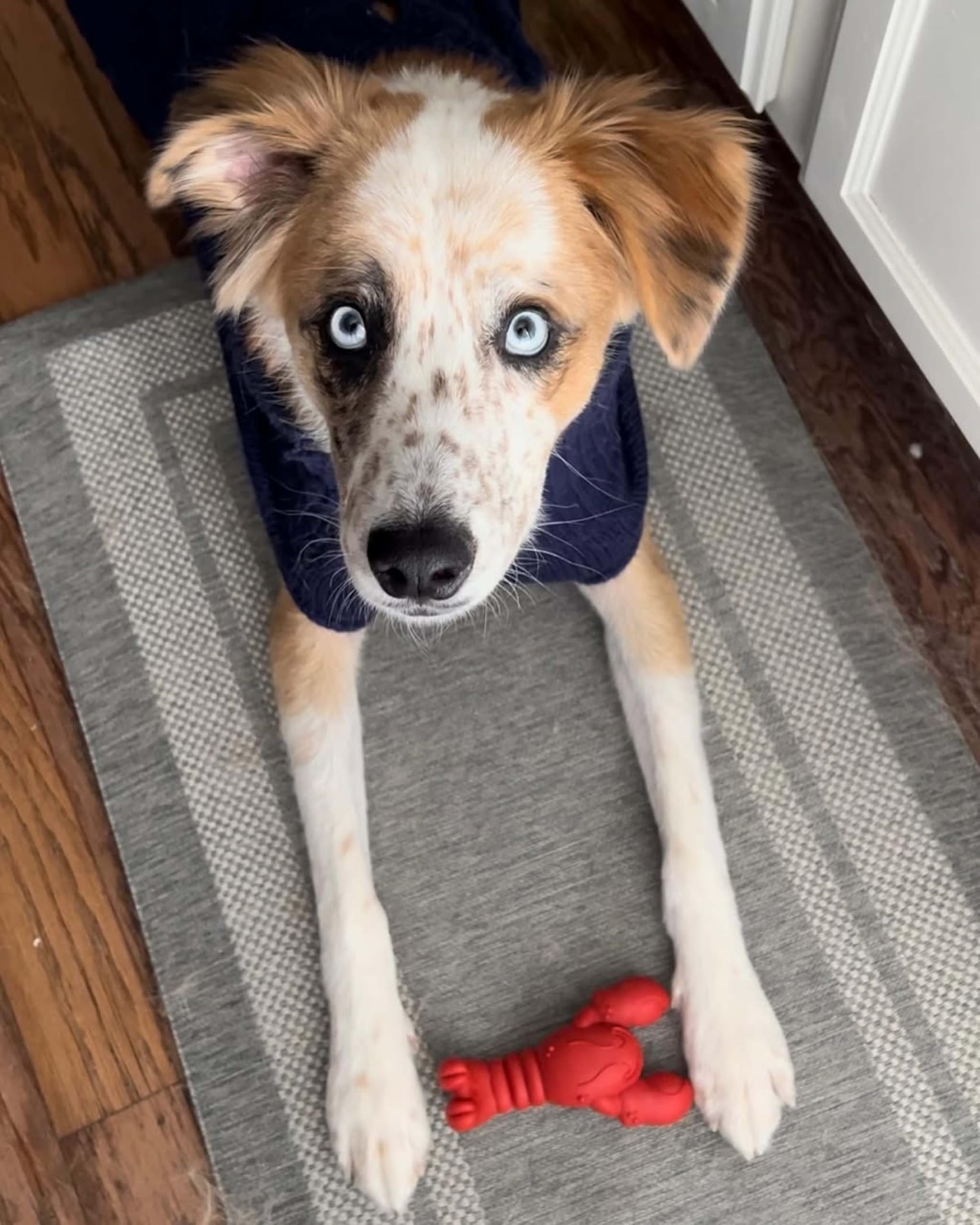 Ayuda a canalizar la masticación hacia comportamientos menos destructivos con Nylabone Langosta Power Chew.