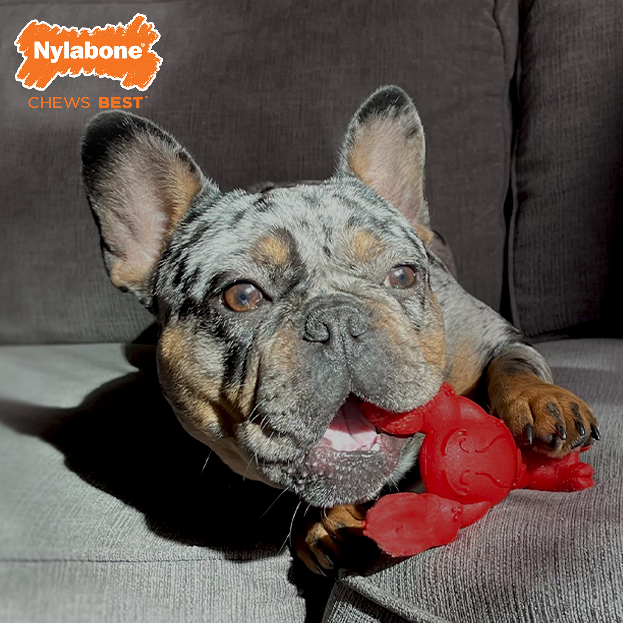 Tres extremos de masticación de Nylabone Langosta Power Chew para mayor entretenimiento.