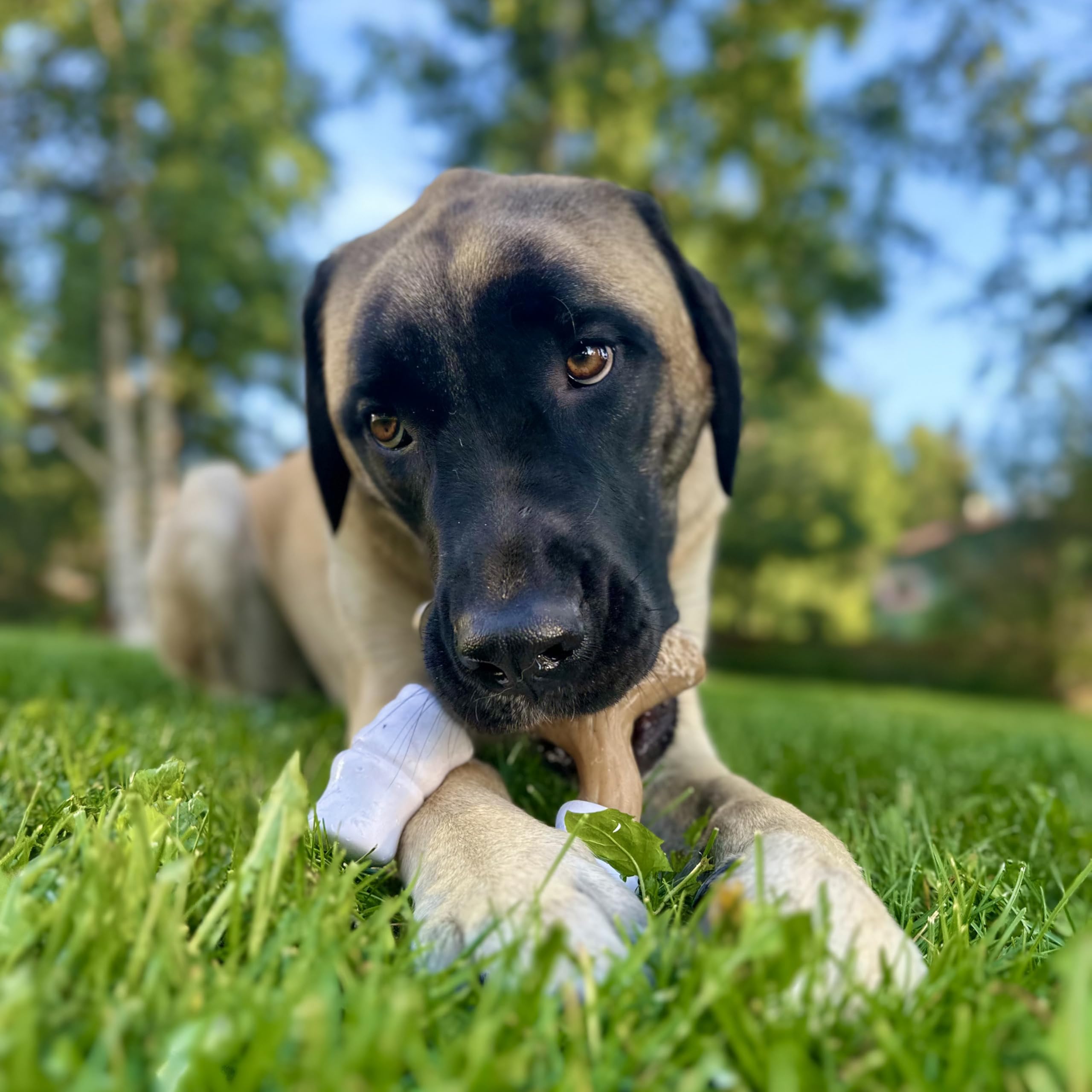 Nylabone Juguete Perro Dental, facilita la higiene bucal durante la masticación.