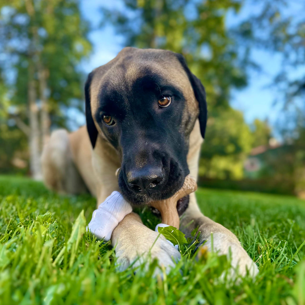 Nylabone Juguete Perro Dental, facilita la higiene bucal durante la masticación.