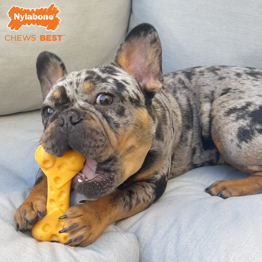 Nylabone Juguete queso con bolsillos para golosinas, mantiene al perro ocupado