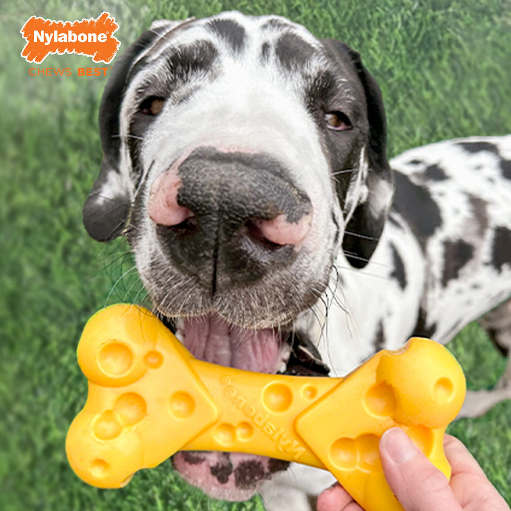 Nylabone Juguete Queso rellenable para premios y entretenimiento.
