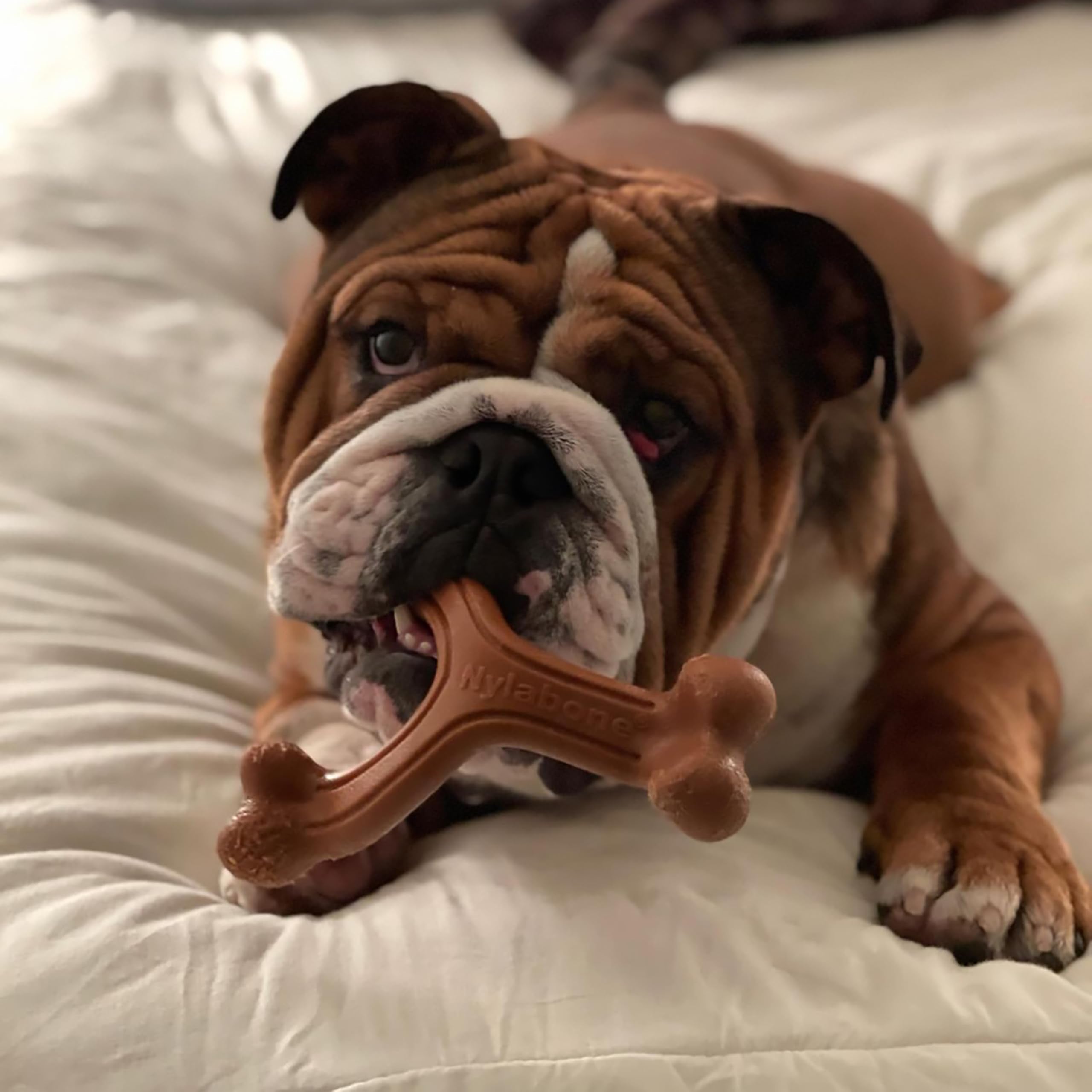 Nylabone: triple extremo de masticación para perros agresivos