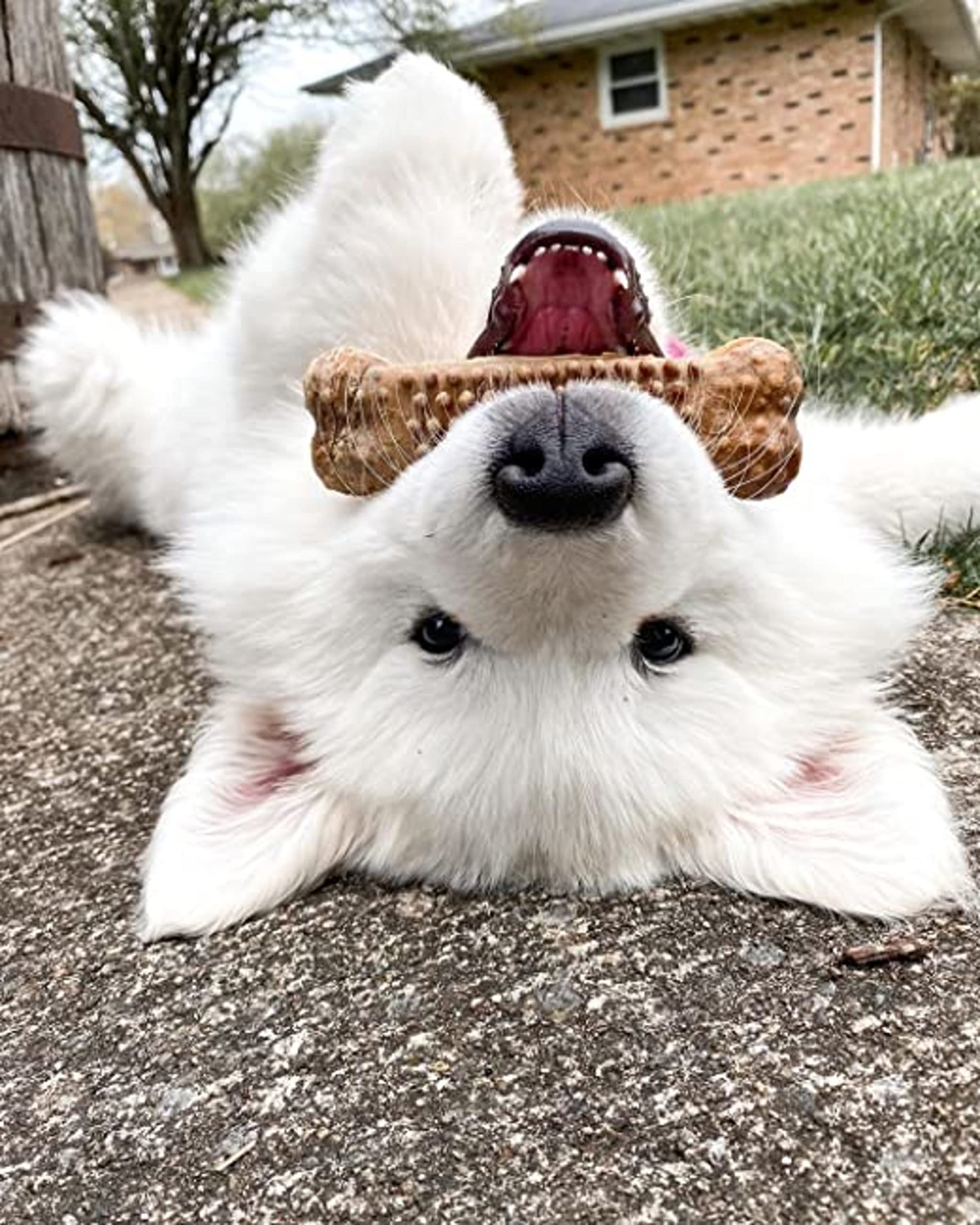 Tamaño grande para perros de 30 libras en adelante, Nubz.