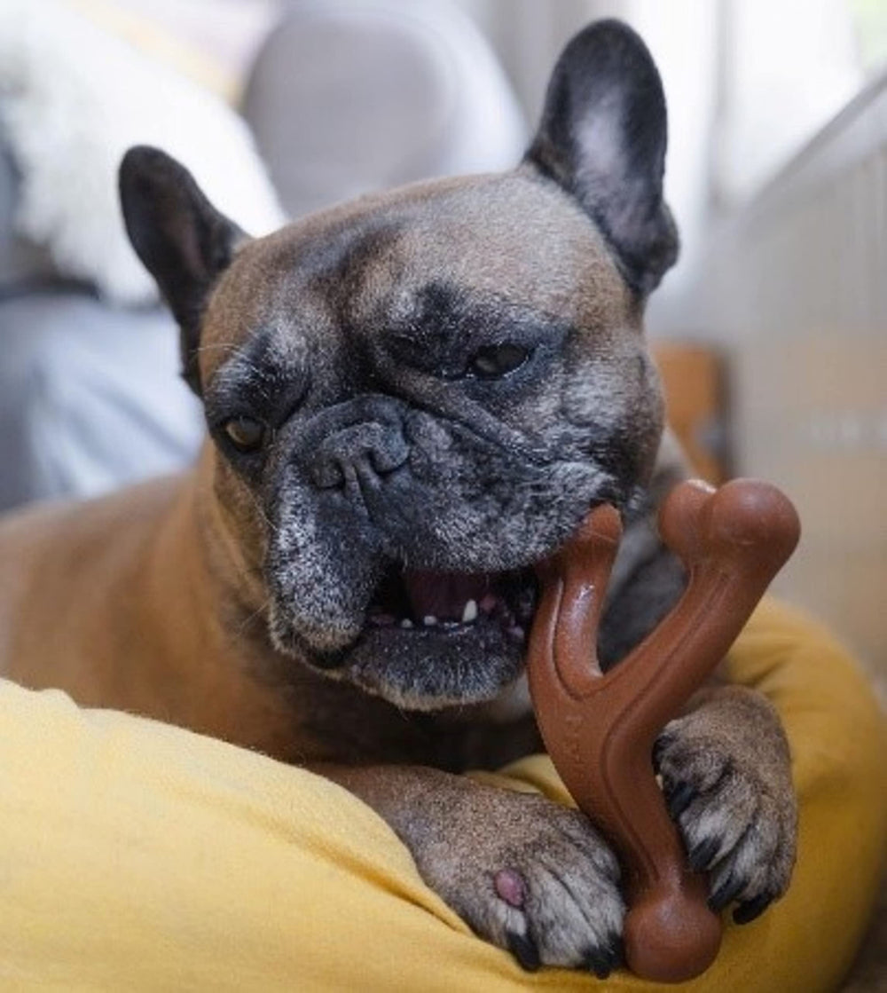 Nylabone: nylon resistente para juego prolongado