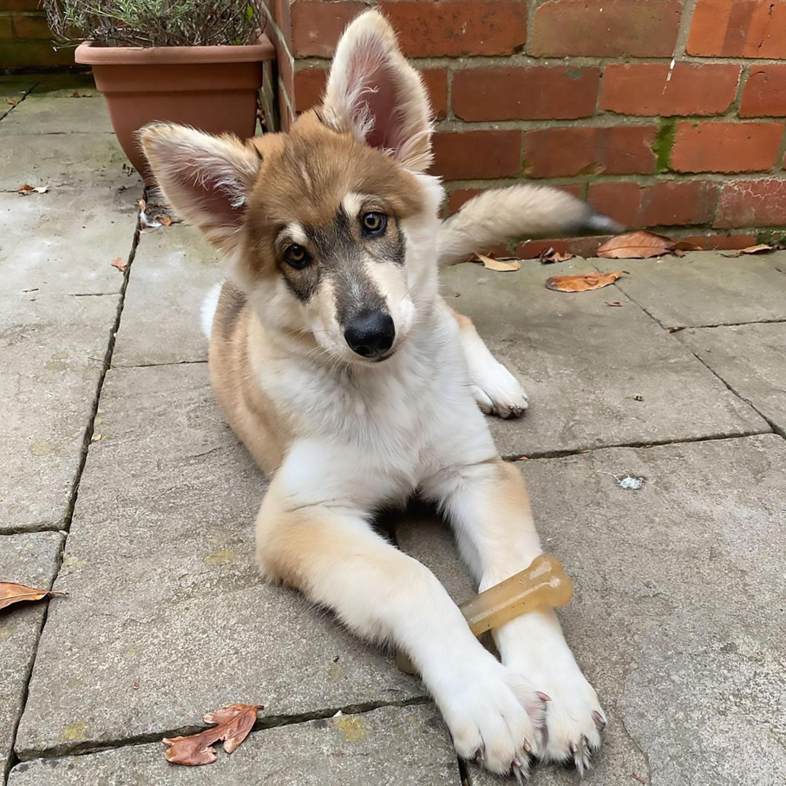 Nylabone Original Flexi Bone: ayuda a mantener el juego diario en casa