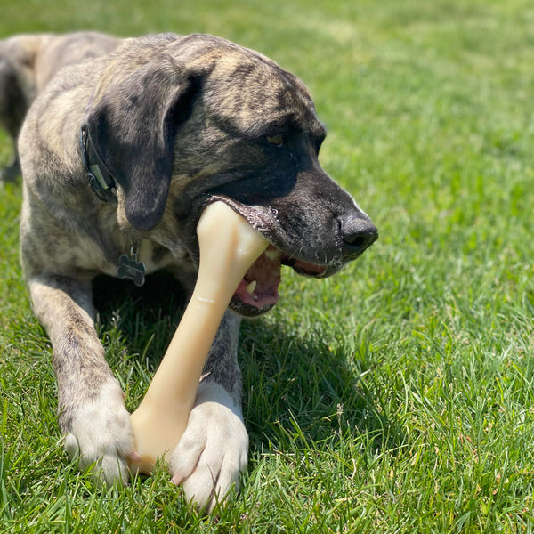 Nylabone para perros agresivos, juguete extremadamente resistente.