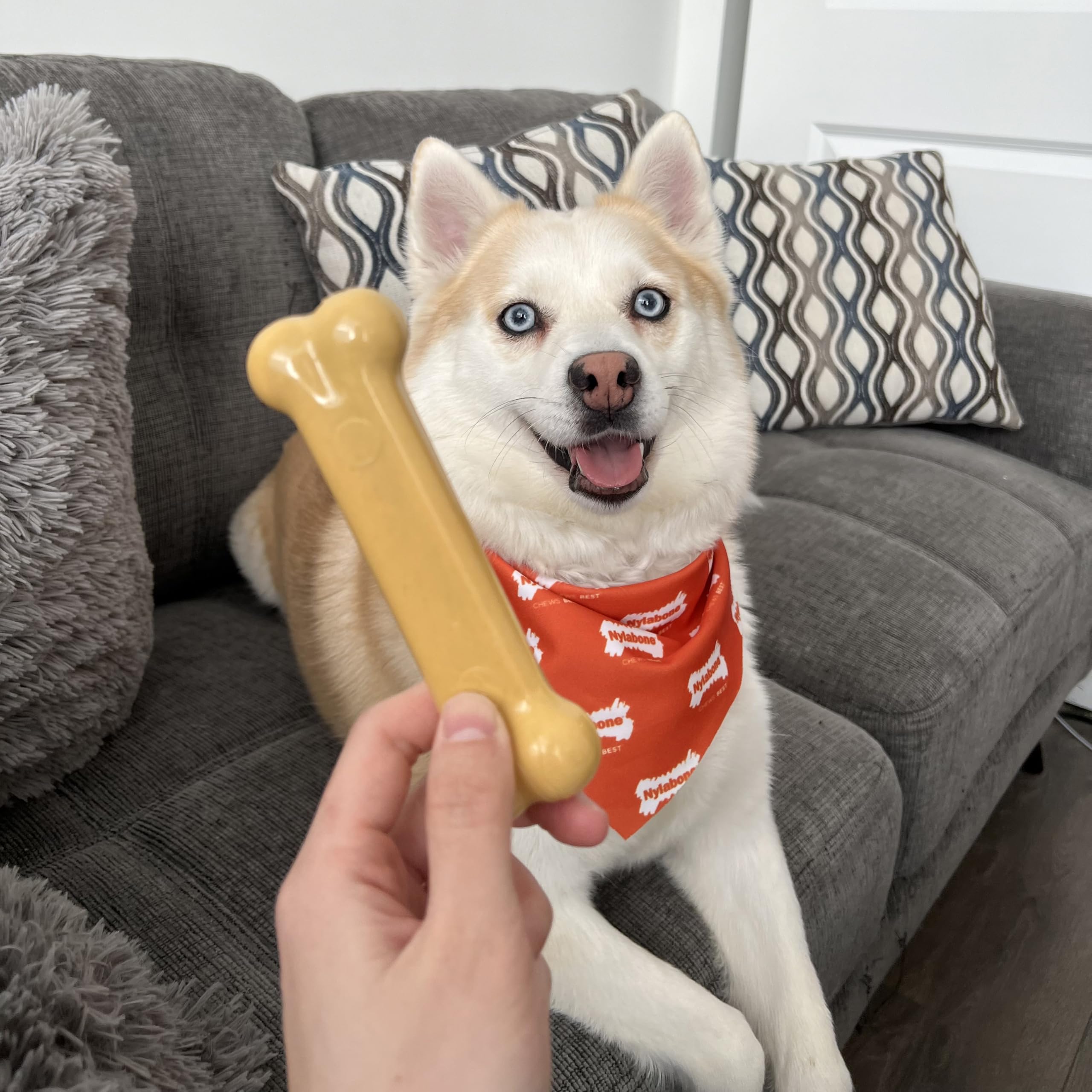 Nylabone Power Chew Hueso sabor mantequilla de cacahuete para masticación