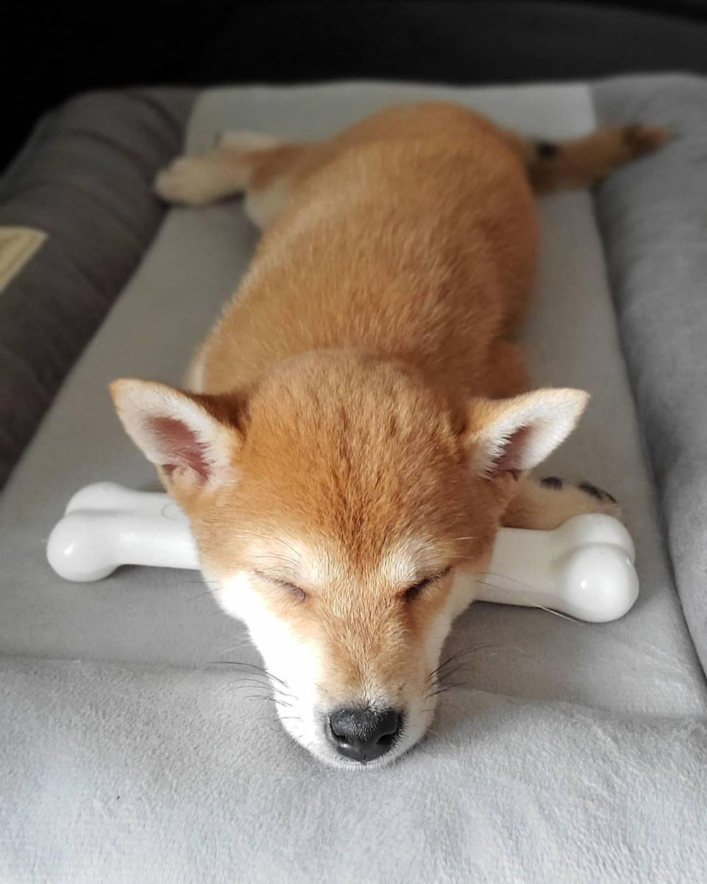 Nylabone Power Chew Clásico Hueso de diseño multi-texturas para mayor interés