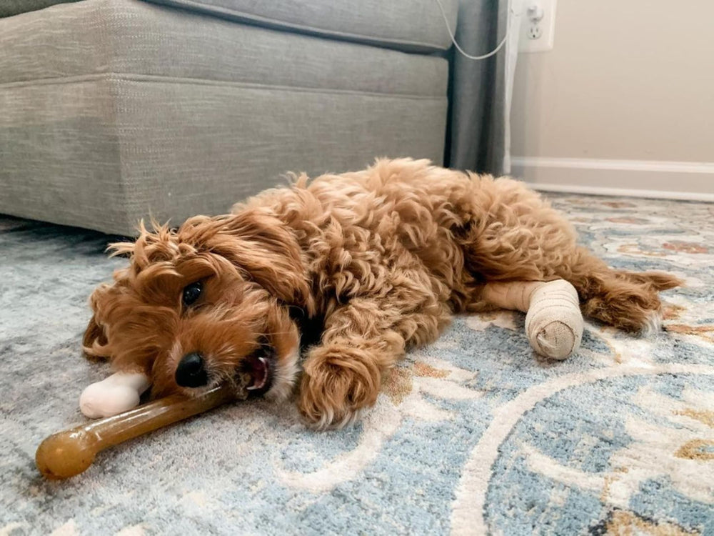 Nylabone Power Chew Clásico Hueso para perros grandes favorece masticación segura