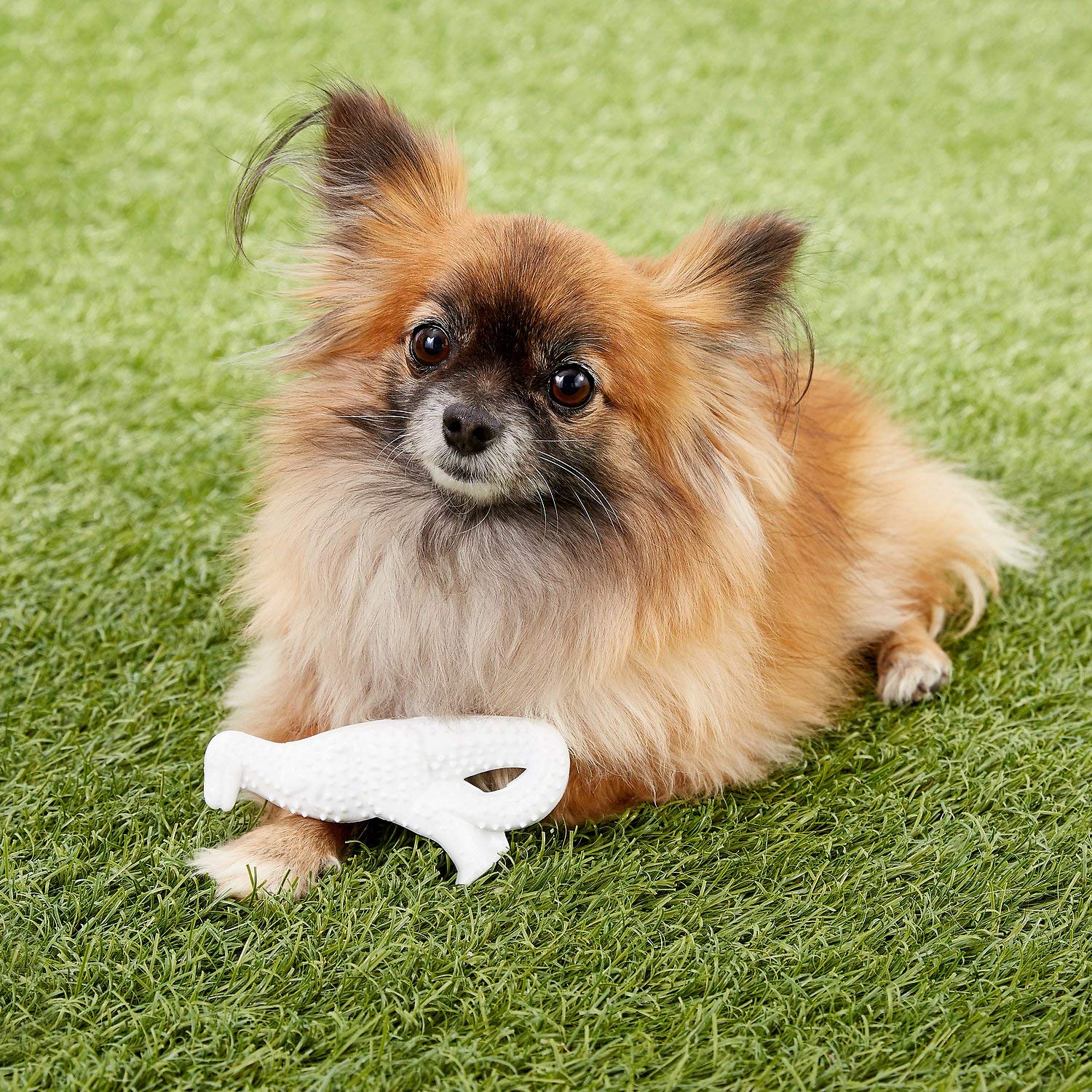 Nylabone Power Chew Dental Dino sabor pollo para perros pequeños.