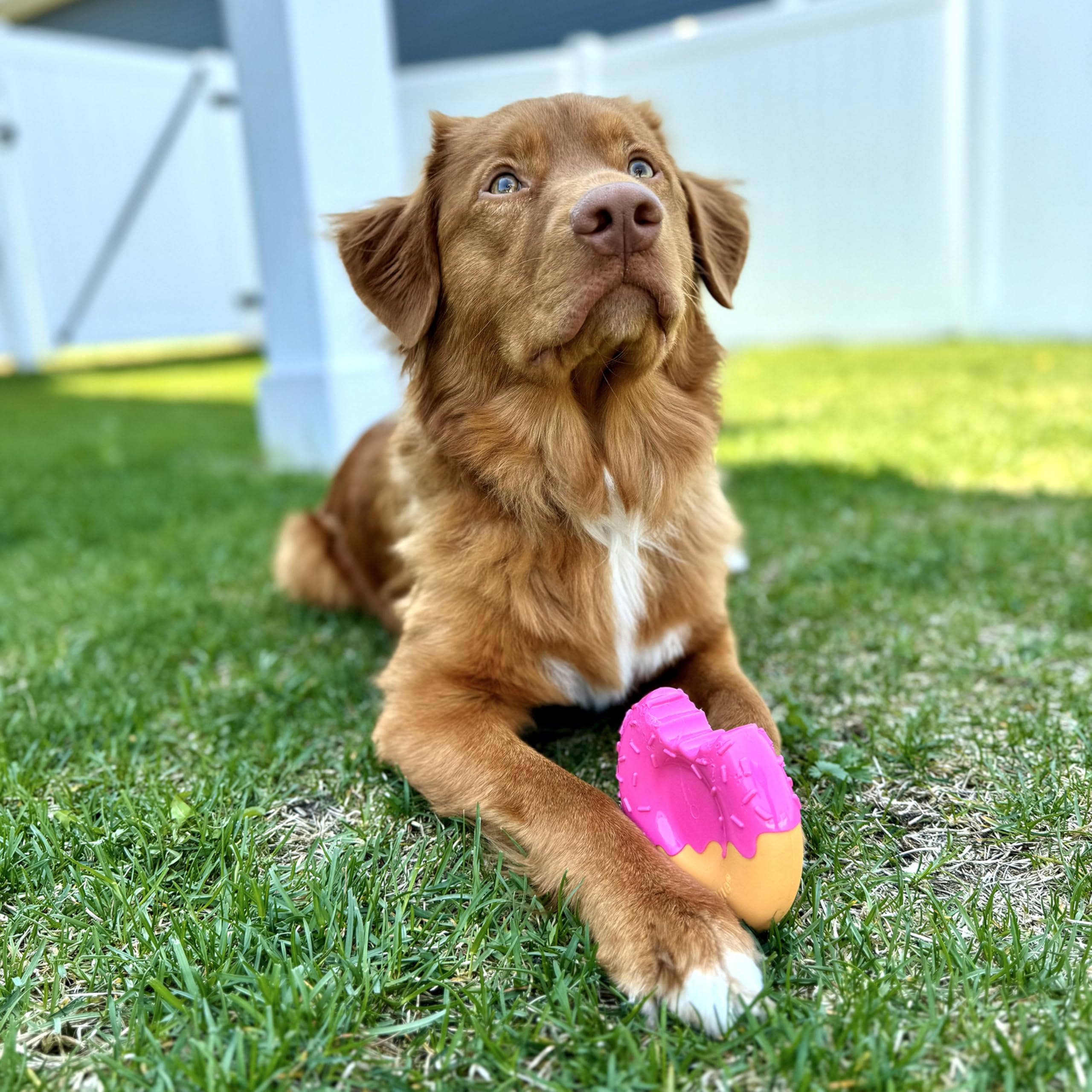 Nylabone Power Chew grooves y nubs para limpieza dental durante la masticación