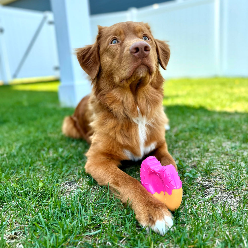Nylabone Power Chew grooves y nubs para limpieza dental durante la masticación