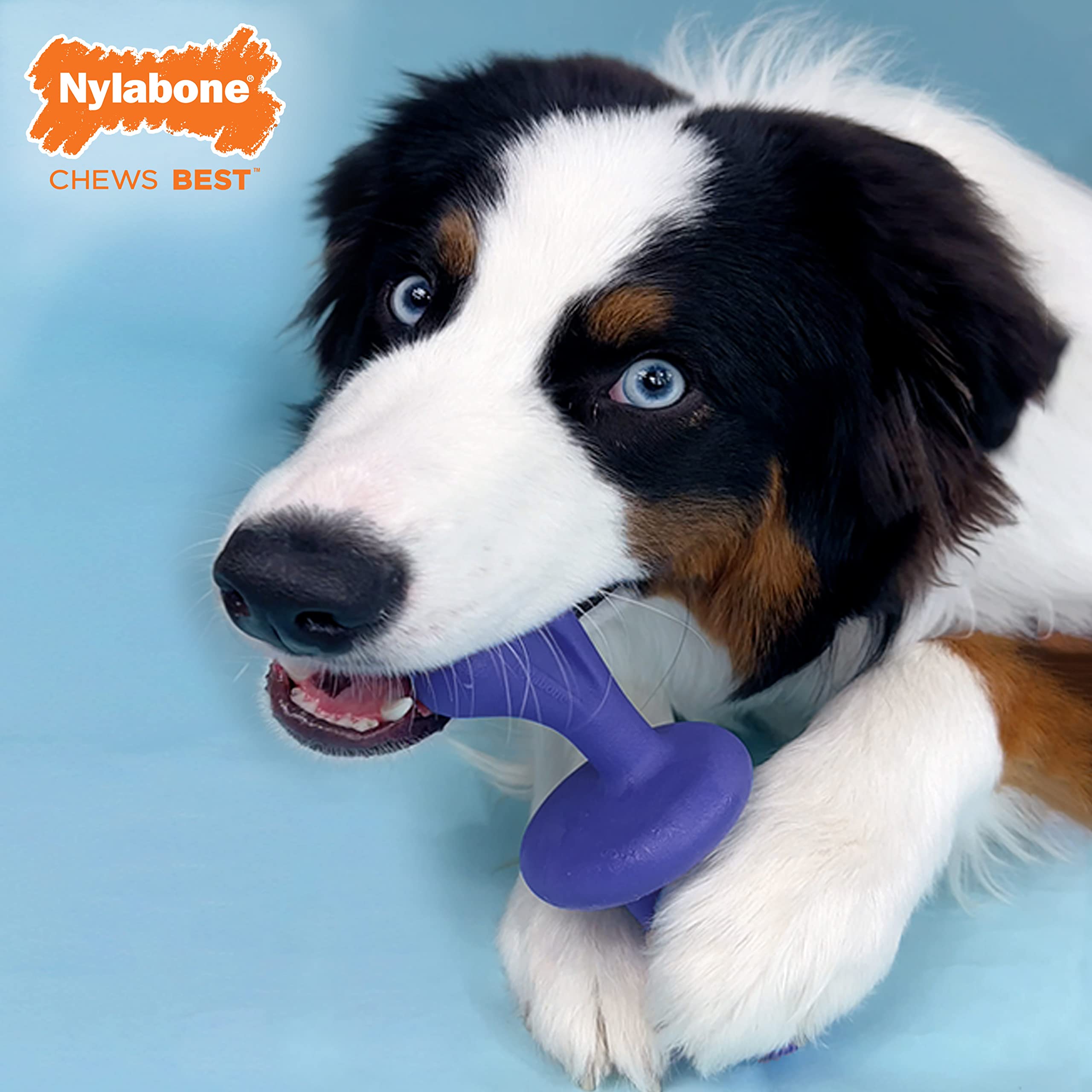 Nylabone Power Chew masticación duradera soporta mordidas fuertes y largas sesiones.