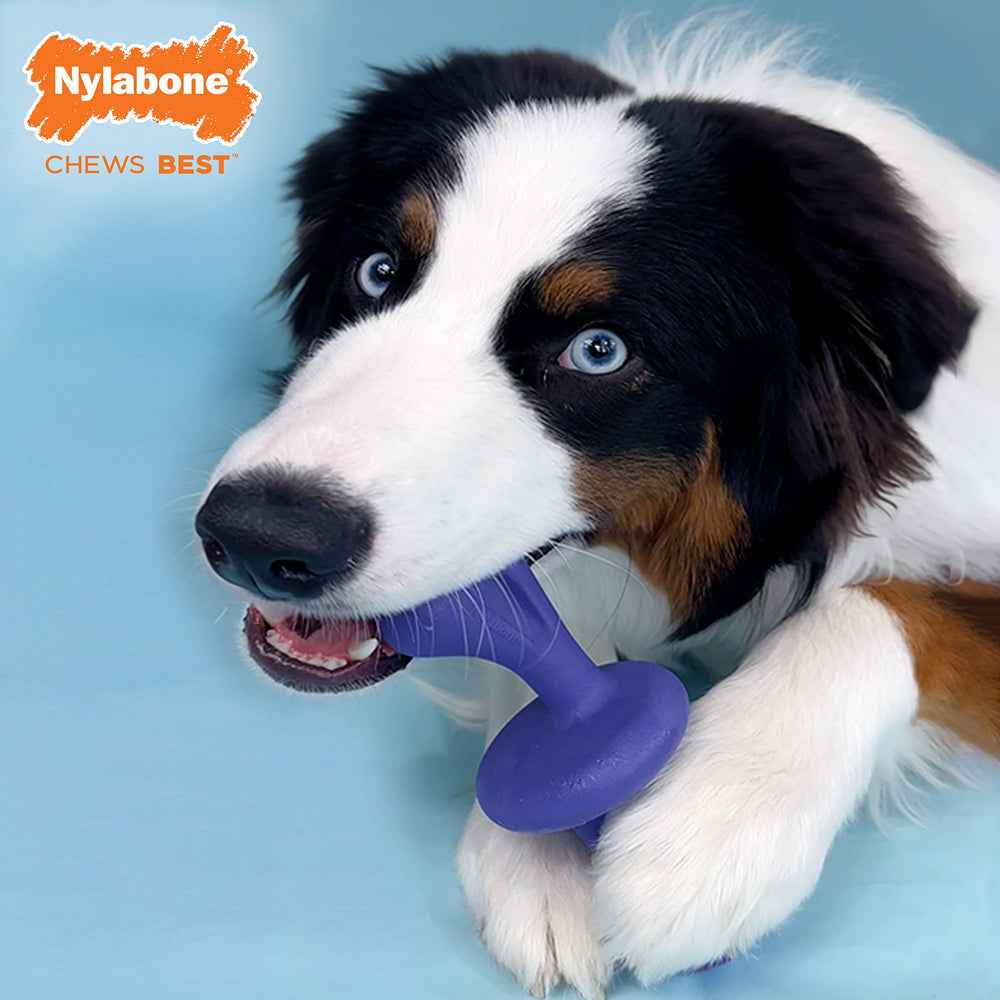 Nylabone Power Chew masticación duradera soporta mordidas fuertes y largas sesiones.