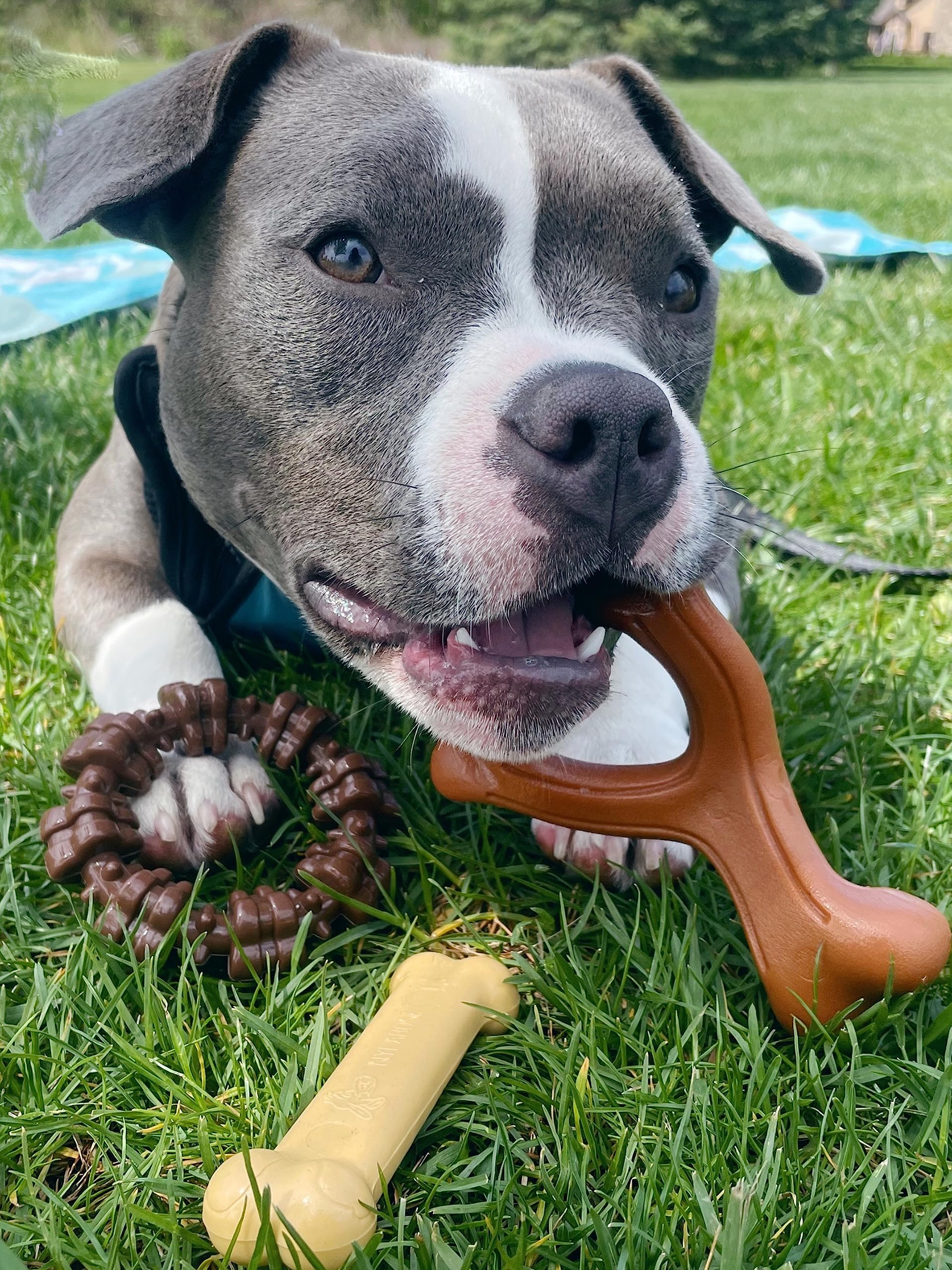 Nylabone Power Chew: nylon resistente para masticación intensa en perros activos.