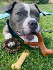 Nylabone Power Chew: nylon resistente para masticación intensa en perros activos.