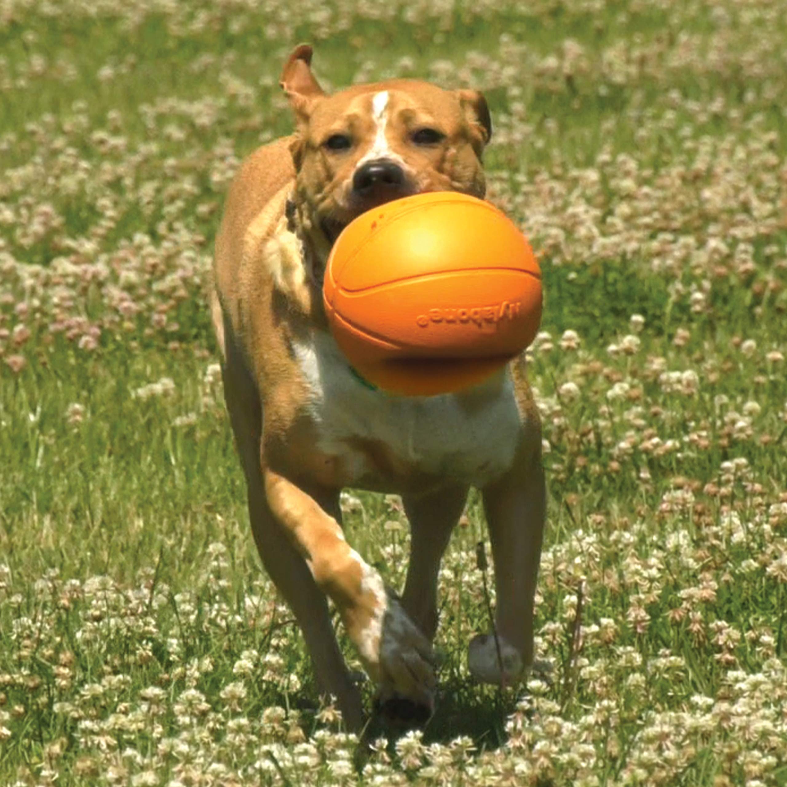 Nylabone Power Play Gripz, uso independiente, ideal para juego en casa o en exteriores.