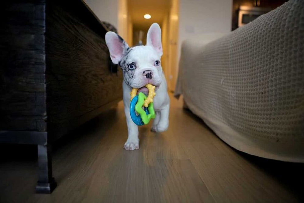 Nylabone Puppy Power Chew diseño ideal para cachorros pequeños