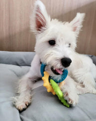 Nylabone Puppy Power Chew con tres texturas para dientes y juego