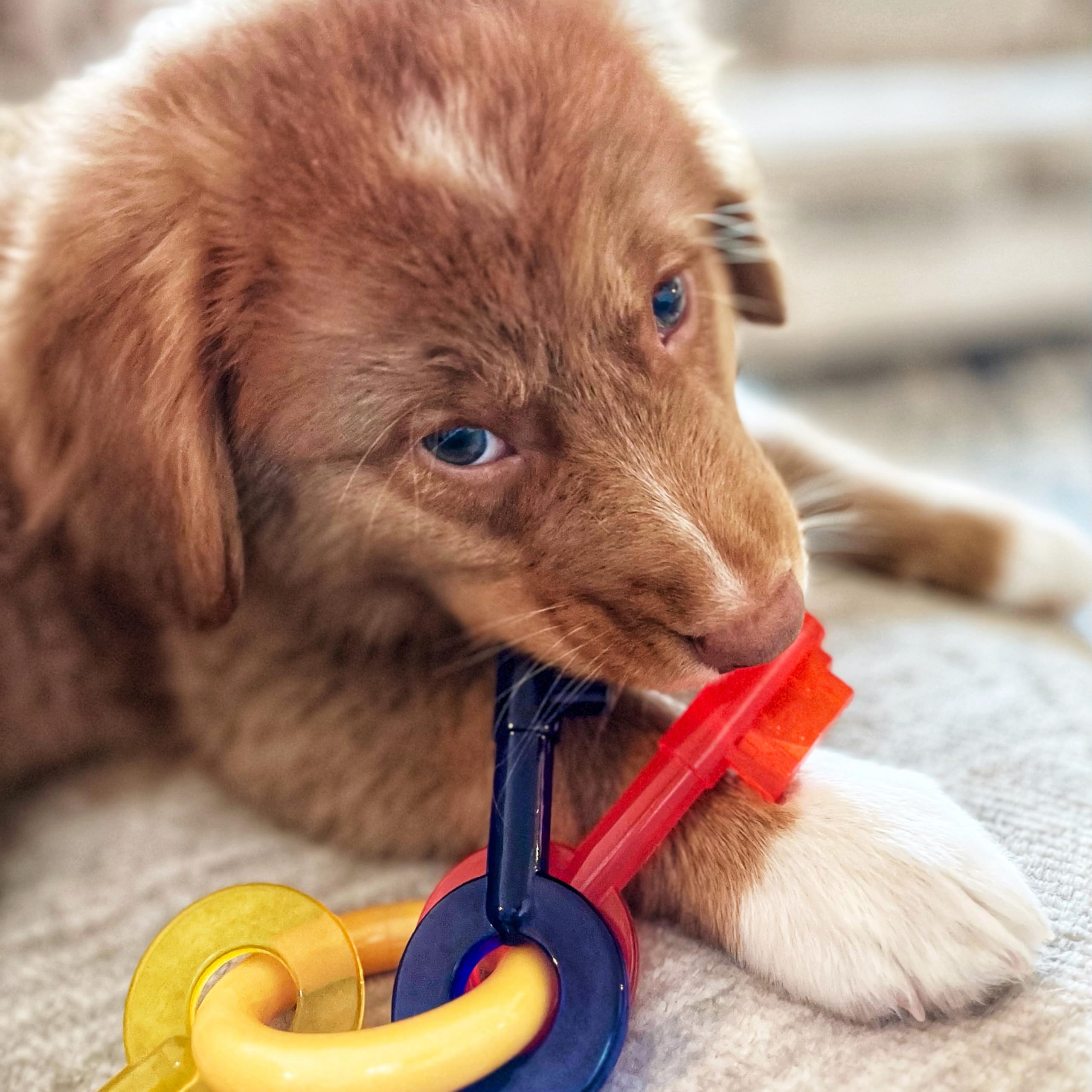 Nylabone Puppy Teething Keys multicolor en primer plano fomenta juego suave durante la dentición