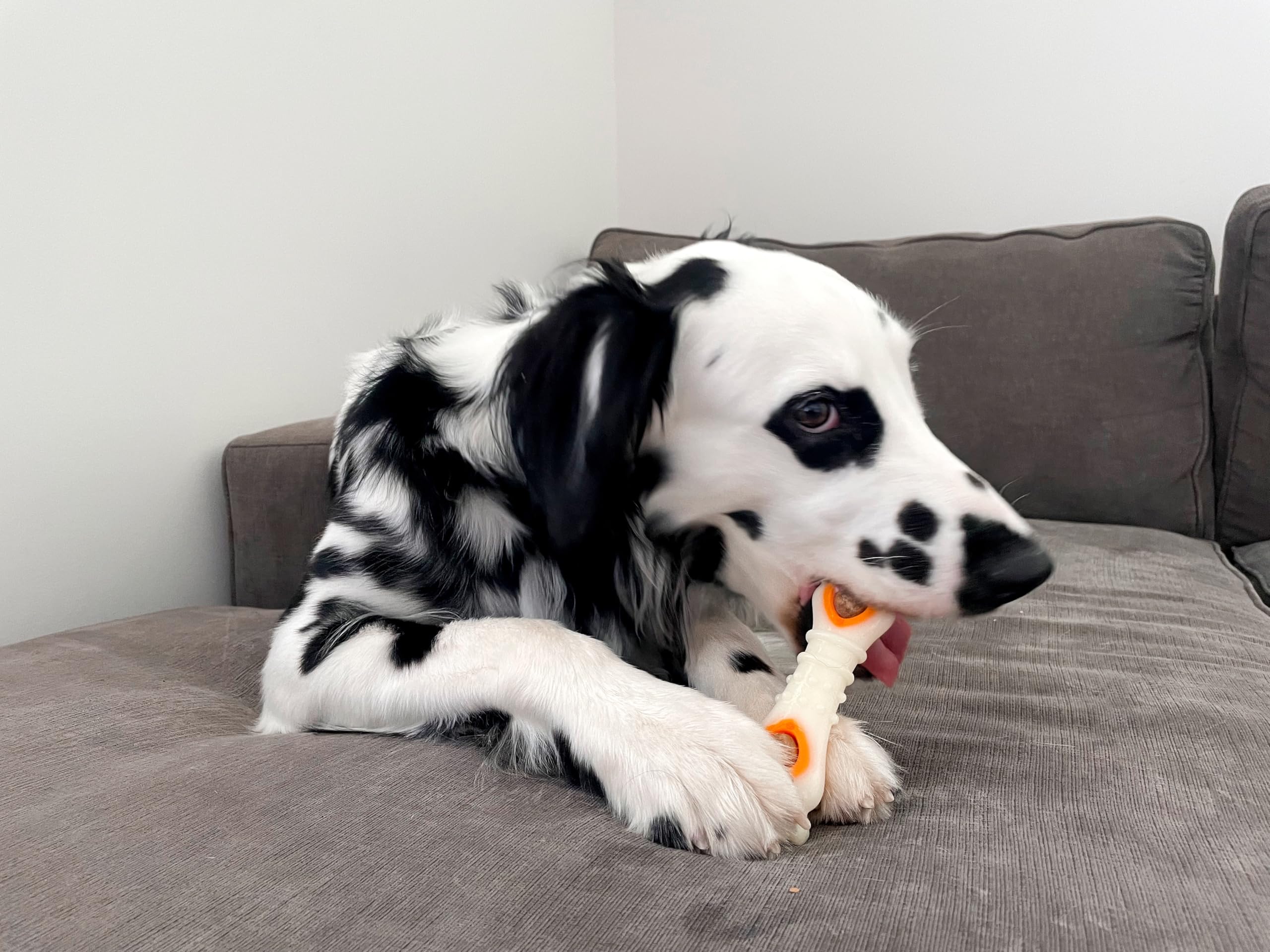 Nylabone relleno de pollo, snack para perros activo y curioso