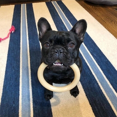 Nylabone Ring Bone Power: juguete masticable con texturas que ayudan a limpieza dental.