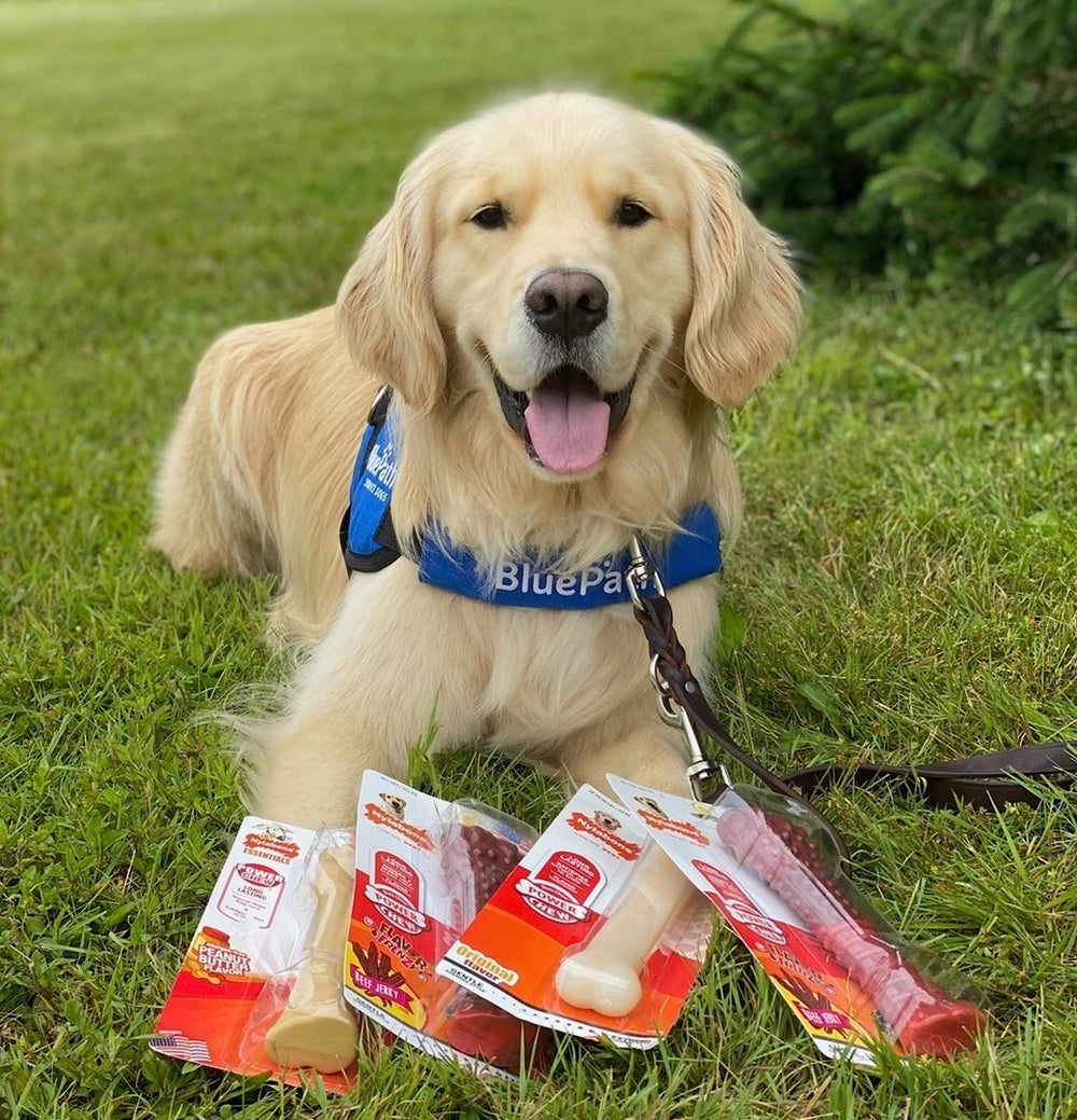 Nylabone Sabores infusionados, hueso masticable que mantiene interesado al perro.