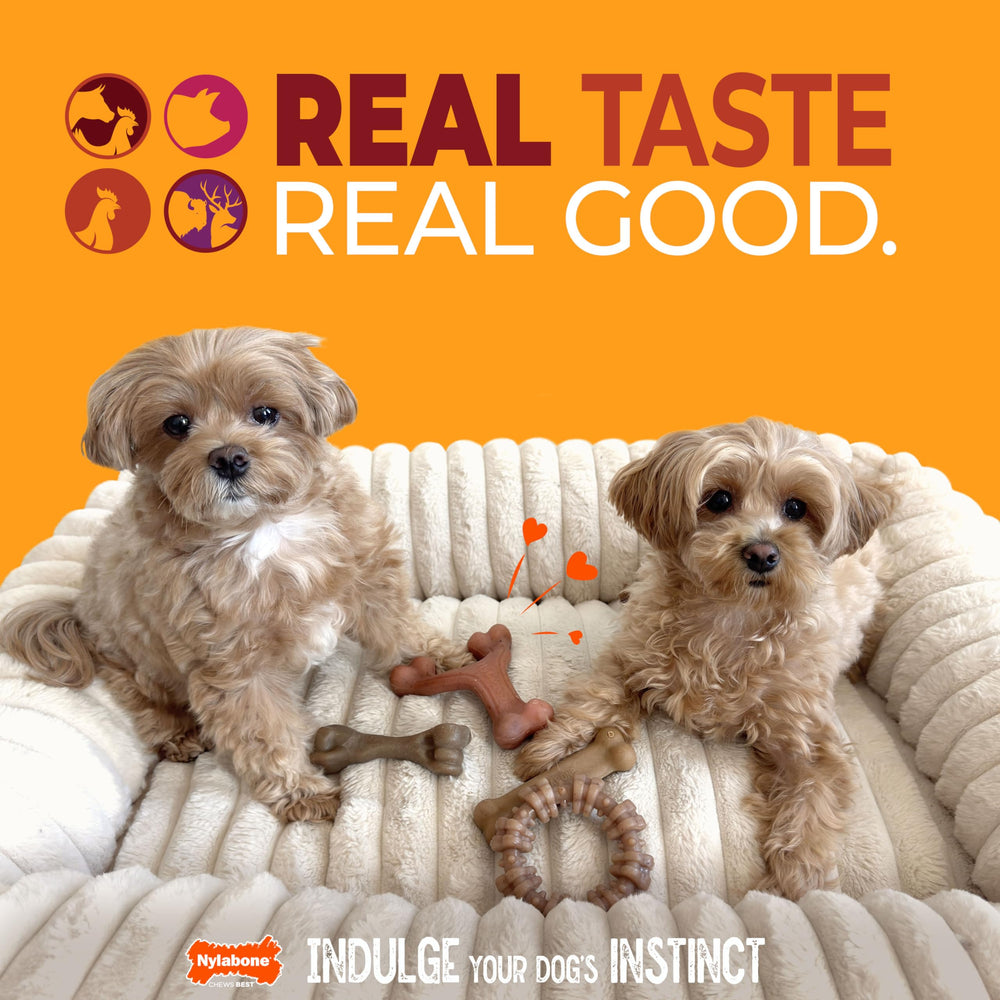 Nylabone Ring texturizado res y pollo, primer plano de masticación