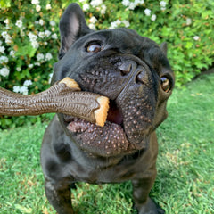 Nylabone textura de corteza, ayuda a limpiar dientes durante la masticación.