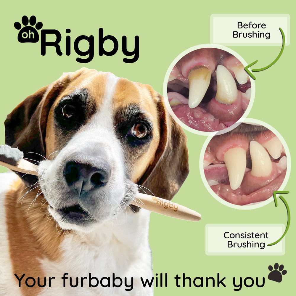 OH RIGBY base bambú biodegradable: diseño sostenible con mango cómodo y seguro.