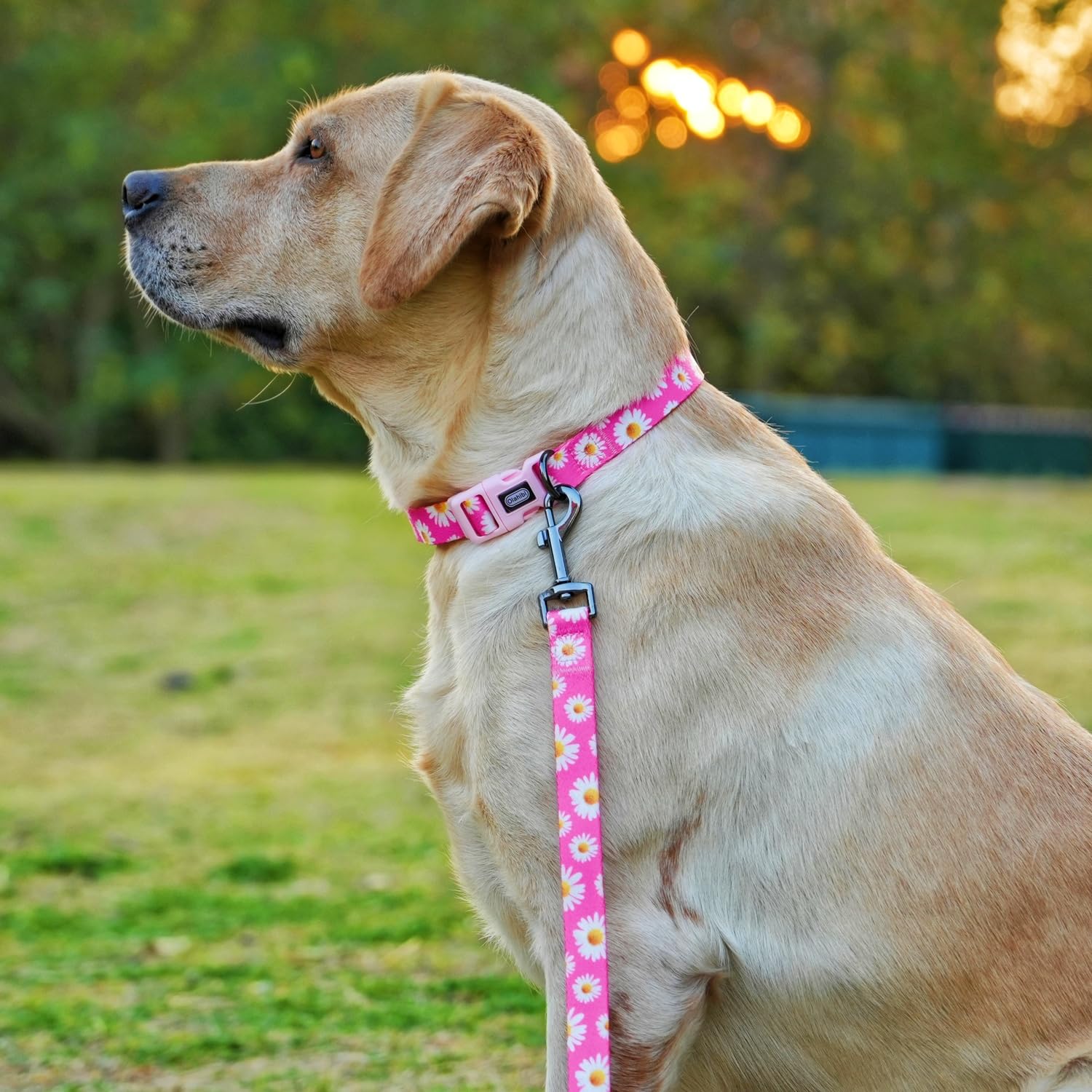Olahibi detalle hebilla acero inoxidable y anillos, resistente y seguro para perros pequeños.