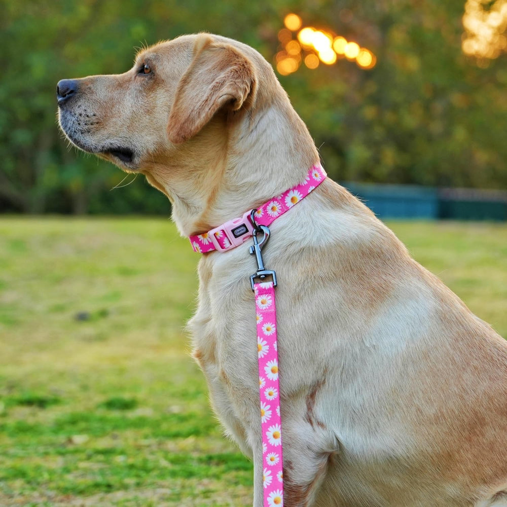 Olahibi detalle hebilla acero inoxidable y anillos, resistente y seguro para perros pequeños.