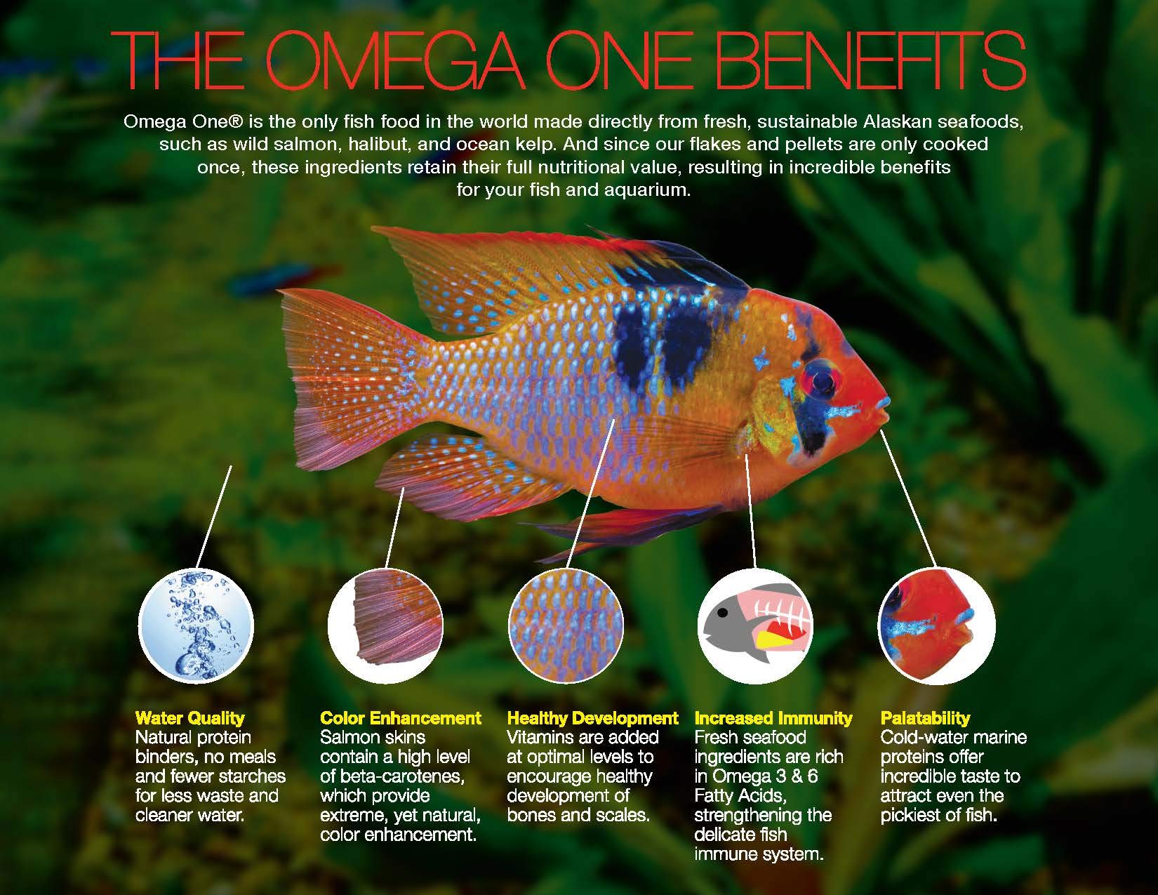 Alimento diario Omega One para cíclidos, ideal para uso regular