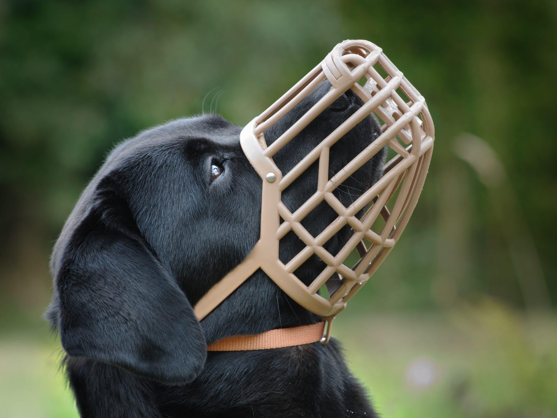 OmniPet bozal para peluquería canina: facilita sesiones seguras