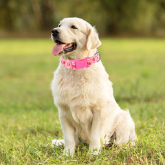 ONEFOJOJO collar con anilla D de seguridad, sujeción fiable para la correa