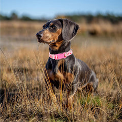 ONEFOJOJO collar con hebilla de liberación rápida XL para poner y quitar fácilmente.