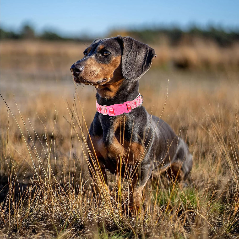 ONEFOJOJO collar lavable a mano, fácil de limpiar tras paseos